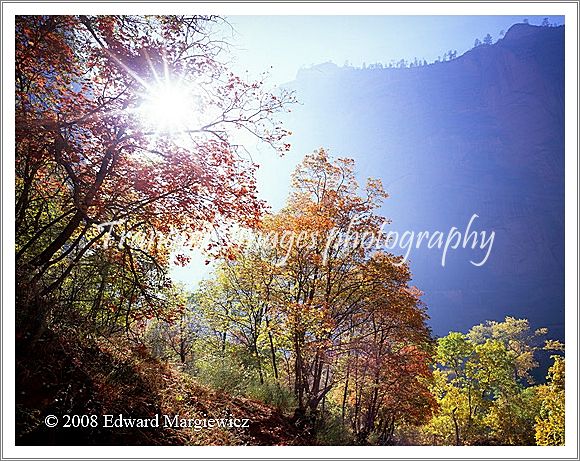450549    Sunburst through Zions smoke and maples